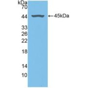 Western blot analysis of recombinant Human FMOD.