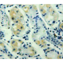 C-X-C Motif Chemokine 3 (CXCL3) Antibody