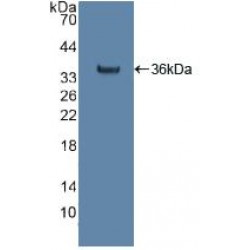 Citrate Synthase (CS) Antibody