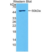 Western blot analysis of the recombinant protein.