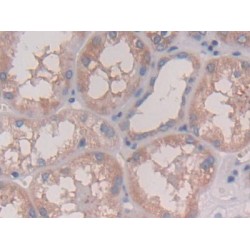 Interleukin 28A (IL28A) Antibody