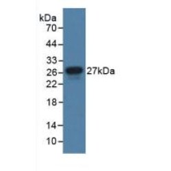 Junctional Adhesion Molecule 1 / JAM1 (F11R) Antibody