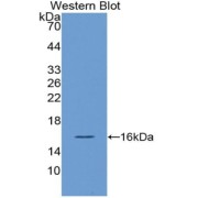 Western blot analysis of recombinant Human VEGF121 protein.