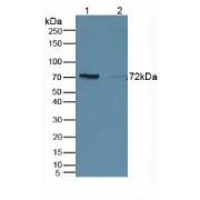Western blot analysis of (1) Mouse Kidney Tissue and (2) Rat Marrow Tissue.