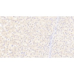 Apolipoprotein C3 (APOC3) Antibody