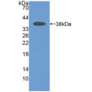 Western blot analysis of recombinant Human MAPt.