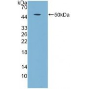 Western blot analysis of recombinant Human GDF5.