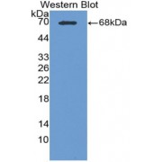 Western blot analysis of recombinant Human CPA3 Protein.