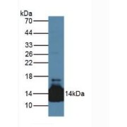 Western blot analysis of Mouse Heart Tissue.