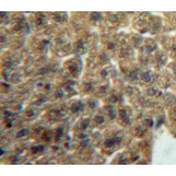 Lacritin (LACRT) Antibody