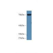Western blot analysis of Pig Pancreas lysate, using Human MSN Antibody (2 µg/ml) and HRP-conjugated Goat Anti-Rabbit antibody (<a href="https://www.abbexa.com/index.php?route=product/search&amp;search=abx400043" target="_blank">abx400043</a>, 0.2 µg/ml).