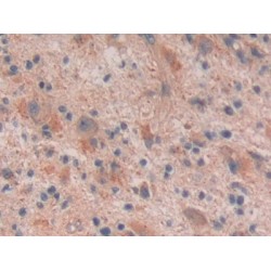 Reelin (RELN) Antibody