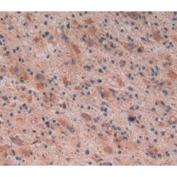 Reelin (RELN) Antibody