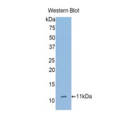 Western blot analysis of the recombinant protein.