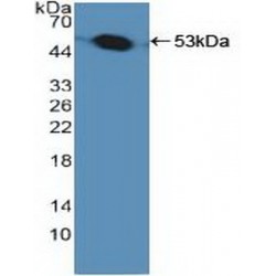 26S Proteasome Regulatory Subunit 4 (PSMC1) Antibody