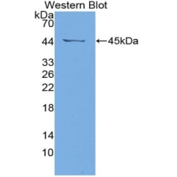 Serum Amyloid A-4 Protein (SAA4) Antibody