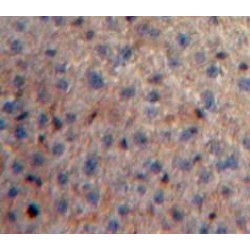 Serum Amyloid A-4 Protein (SAA4) Antibody