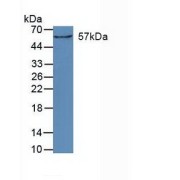 Western blot analysis of Mouse Kidney Tissue.