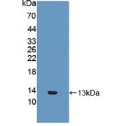 Western blot analysis of recombinant Human FNDC5.