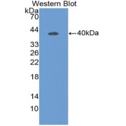 Western blot analysis of the recombinant protein.