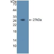 abx128669