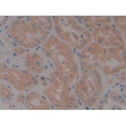 Neurotrophin 4 (NT4) Antibody