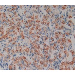 Neurotrophin 4 (NT4) Antibody