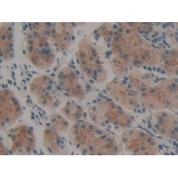 Thrombopoietin (THPO) Antibody