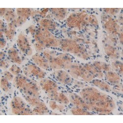 Thrombopoietin (THPO) Antibody