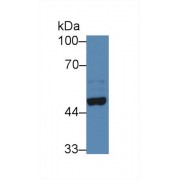 Western blot analysis of Mouse Cerebrum lysate, using Human NPTX2 Antibody (3 µg/ml) and HRP-conjugated Goat Anti-Rabbit antibody (<a href="https://www.abbexa.com/index.php?route=product/search&amp;search=abx400043" target="_blank">abx400043</a>, 0.2 µg/ml).