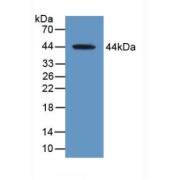 Western blot analysis of recombinant Human MAG protein.