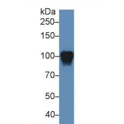 Myelin Associated Glycoprotein (MAG) Antibody