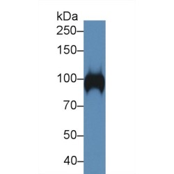 Myelin Associated Glycoprotein (MAG) Antibody