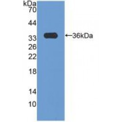Cyclin D3 (CCND3) Antibody