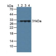 Western blot analysis of (1) Human Serum, (2) Porcine Brain Tissue, (3) Mouse Brain Tissue and (4) Rat Brain Tissue.