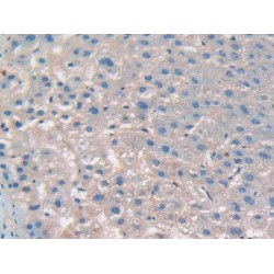 Cluster of Differentiation 276 (CD276) Antibody