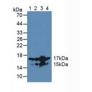Western blot analysis of (1) Human Jurkat Cells, (2) Human K562 Cells, (3) Human HL-60 Cells and (4) Human HeLa cells.
