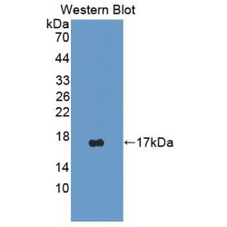 Non-Histone Chromosomal Protein HMG-17 (HMGN2) Antibody