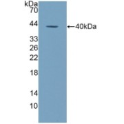 Western blot analysis of recombinant Human ALPL.