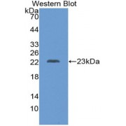 Western blot analysis of recombinant Human Placental Lactogen Protein.