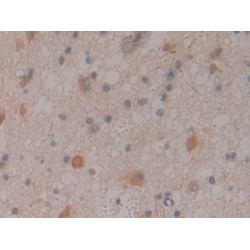Contactin Associated Protein Like Protein 4 (CNTNAP4) Antibody