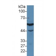 Western blot analysis of Human Jurkat cell lysate, using Human IRF3 Antibody (3 µg/ml) and HRP-conjugated Goat Anti-Rabbit antibody (<a href="https://www.abbexa.com/index.php?route=product/search&amp;search=abx400043" target="_blank">abx400043</a>, 0.2 µg/ml).