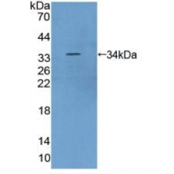 FK506 Binding Protein 12 Rapamycin Associated Protein (FRAP) Antibody