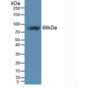 Western blot analysis of Mouse Heart Tissue.