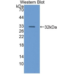 Nidogen 1/Entactin (NID1) Antibody