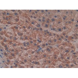 Reelin (RELN) Antibody