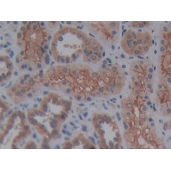 Reelin (RELN) Antibody