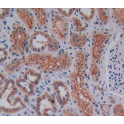 Reelin (RELN) Antibody