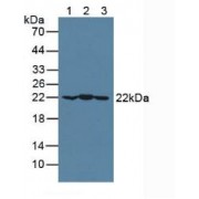 Western blot analysis of (1) Mouse Brain Tissue, (2) Mouse Heart Tissue and (3) Porcine Brain Tissue.