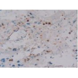 Defensin Alpha 4, Corticostatin (DEFa4) Antibody